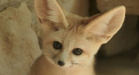 法國薩納裏隱藏寶藏！ZOA動物園門票實測｜免費巴士+植物園雙重驚喜✨