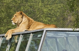巴黎近郊野生動物園攻略！開車看獅子超讚🐯