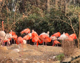 2026上海野生動物園一日遊攻略🐎 超全幹貨！