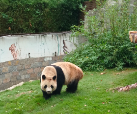 上海野生動物園遛娃封神攻略🔥 零排隊刷完所有！