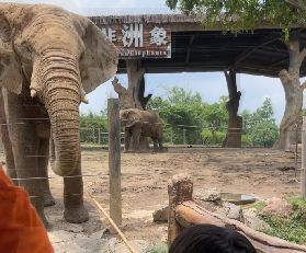 上海野生動物園避坑遊玩全攻略🔥 含行李寄存+省錢技巧，新手零踩雷
