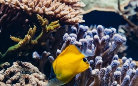 裏昂水族館實測｜澳洲小鯊魚近距離接觸！3個必看亮點+避坑指南✨