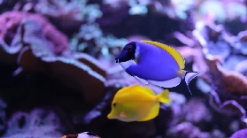 法國阿姆內維爾水族館｜實測30年歷史水族館！避坑+亮點全公開✨