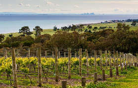 墨爾本近郊一日遊實測｜雙半島美食美酒不踩雷攻略✨
