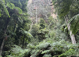 悉尼藍山一日遊實測｜免做攻略！抱無尾熊+海港遊船全含超抵✨