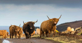 蘇格蘭8天7夜總結｜這5件事別犯❌