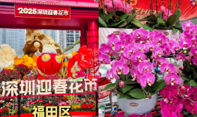 深圳2026迎春花市大合集
