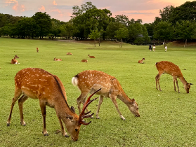 奈良宇治一日遊實測｜抹茶控vs溫泉愛好者選品必睇✨