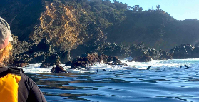 貝特曼斯灣獨木舟半日遊｜零經驗也能衝！鯨季限定超讚🥳