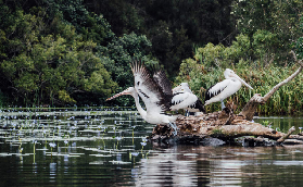 澳洲唯一Everglades！努沙大沼澤探險｜親子也適合的生態之旅💚