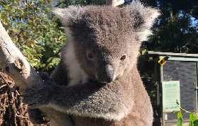 大洋路反向遊實測｜臺灣人去墨爾本必玩！野生動物+美景雙收💯