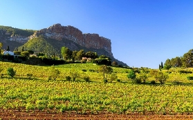 普羅旺斯Aix品酒半日遊實測｜3個必知避坑點+隱藏體驗！