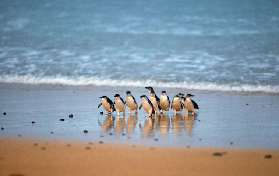 墨爾本菲利普島之旅｜私人團實測！企鵝歸巢+動物園超讚💯