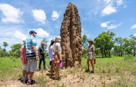 達爾文出發李治菲特一日遊實測｜1小時車程解鎖瀑布+白蟻丘+跳鱷魚！避坑指南✨