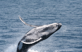 布裏斯班賞鯨預訂指南｜Eye Spy號5大優勢！不踩雷保姆級建議🐋