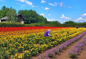 札幌→富良野美瑛一日遊｜實測雲霄飛車之路+薰衣草田超讚！