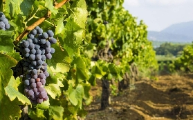 艾克斯到卡西斯一日遊｜聯合國遺產+懸崖+品酒超讚🥂