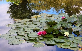 莫奈花園實走｜原來印象派的靈感來自這裡！巴黎出發超讚半日遊🌷