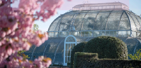 英倫2-3月早春賞花攻略，早櫻+木蘭花+郁金香