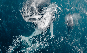 澳洲追鯨尾聲倒計時，悉尼周邊直達攻略請收好