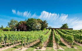 法國Valley一日遊實測｜布爾格伊酒莊品酒+希農鎮逛古蹟超讚🤩