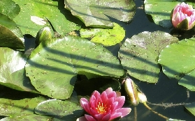 巴黎一日遊實測｜莫內花園+Outlet超抵組合！避坑指南看這裏✨