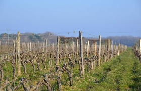 盧瓦爾河谷一日遊實測｜香波堡+品酒超讚體驗細節公開🤩