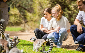 實測狐猴之地一日遊｜避坑3招+專屬通道體驗超抵！