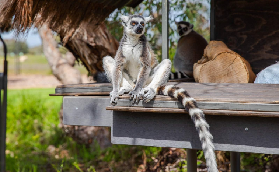 澳洲狐猴園實測｜親子/動物愛好者必看！3大亮點+避坑總結