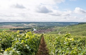 香檳家庭種植者之旅｜預訂前必看！超讚體驗公開💫