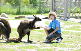墨爾本菲利普島企鵝歸巢一日遊｜親測避坑+隱藏亮點全公開🐧