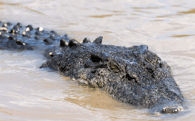 達爾文跳鱷魚實測｜1小時小團超震撼！避坑指南看這篇✨