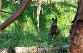 莫寧頓半島一日遊避坑總結！這8個要點千萬別忽略⚠️