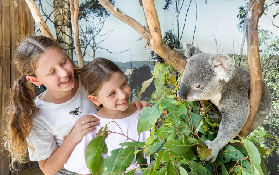 悉尼藍山一日遊實測｜小團+無尾熊+風景世界！抵到爆✨
