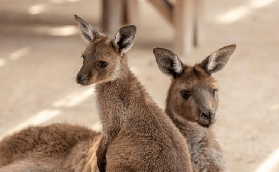 藍山一日遊實測｜跟小團玩超讚！無尾熊+風景世界全攻略