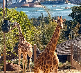 塔龍加動物園｜枕著悉尼港美景，與4000+萌物雙向奔赴