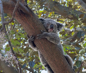 費瑟黛爾野生動物園｜世界最大室內動物園，解鎖沈浸式萌趣互動