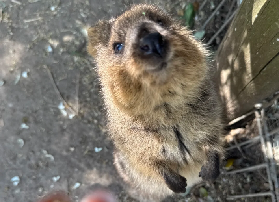 悉尼本地人私藏！中國司機20年經驗力薦，80+港幣解鎖萌物自由