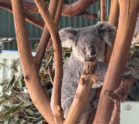 實測Featherdale｜5刀rua遍全園，摸到拉方形粑粑的袋熊太治愈