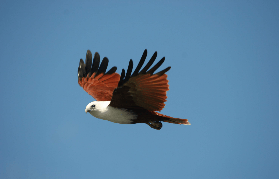 黃金海岸隱藏版！特威德河雨林遊船3小時含餐超讚🥳