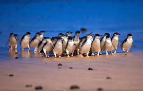 治愈力滿分🇦🇺菲利普島小藍企鵝歸巢｜赴一場海邊萌系之約