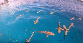 帛琉浮潛一日遊｜預訂前必睇！東線水母湖路線3大選品坑我避過了✨