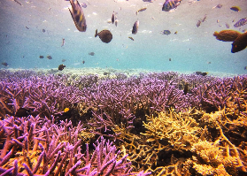 帛琉東線浮潛一日遊｜現場直擊！牛奶湖SPA+水母湖+鯊魚城超讚體驗🤩