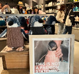 墨爾本菲利普島一日遊全紀錄