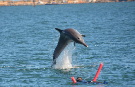 西澳班伯利海豚共遊｜保證見到！不用靠運氣嘅野生奇遇✨