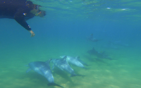 西澳班伯利海豚共遊｜野生瓶鼻海豚超讚！避坑總結看這篇🐬