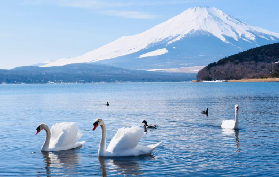 富士山一日遊包車實測！這些隱藏亮點我幫你挖到了✨
