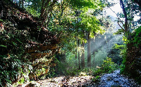 鐮倉私人遊實測｜6小時走完大佛步道！避坑+隱藏玩法全整理✨
