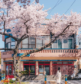 2026年韓國櫻花首測！花期地圖新鮮出爐，赴一場粉色春日之約