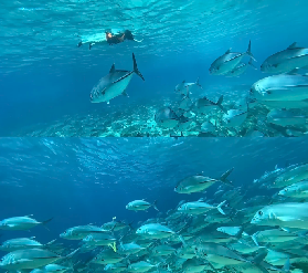 斯米蘭限定🏝🫧｜蒂芙尼藍大海打卡攻略